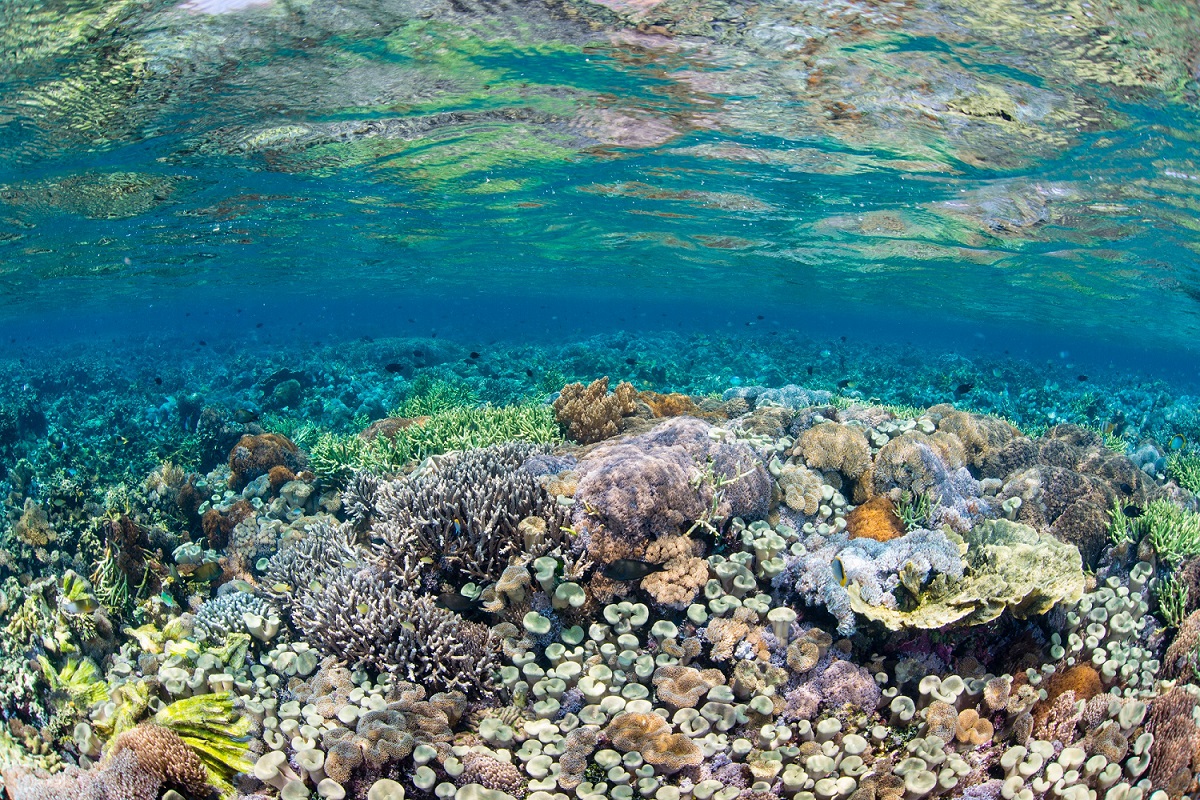 This oneE.jpg Coral Reef Wakatobi