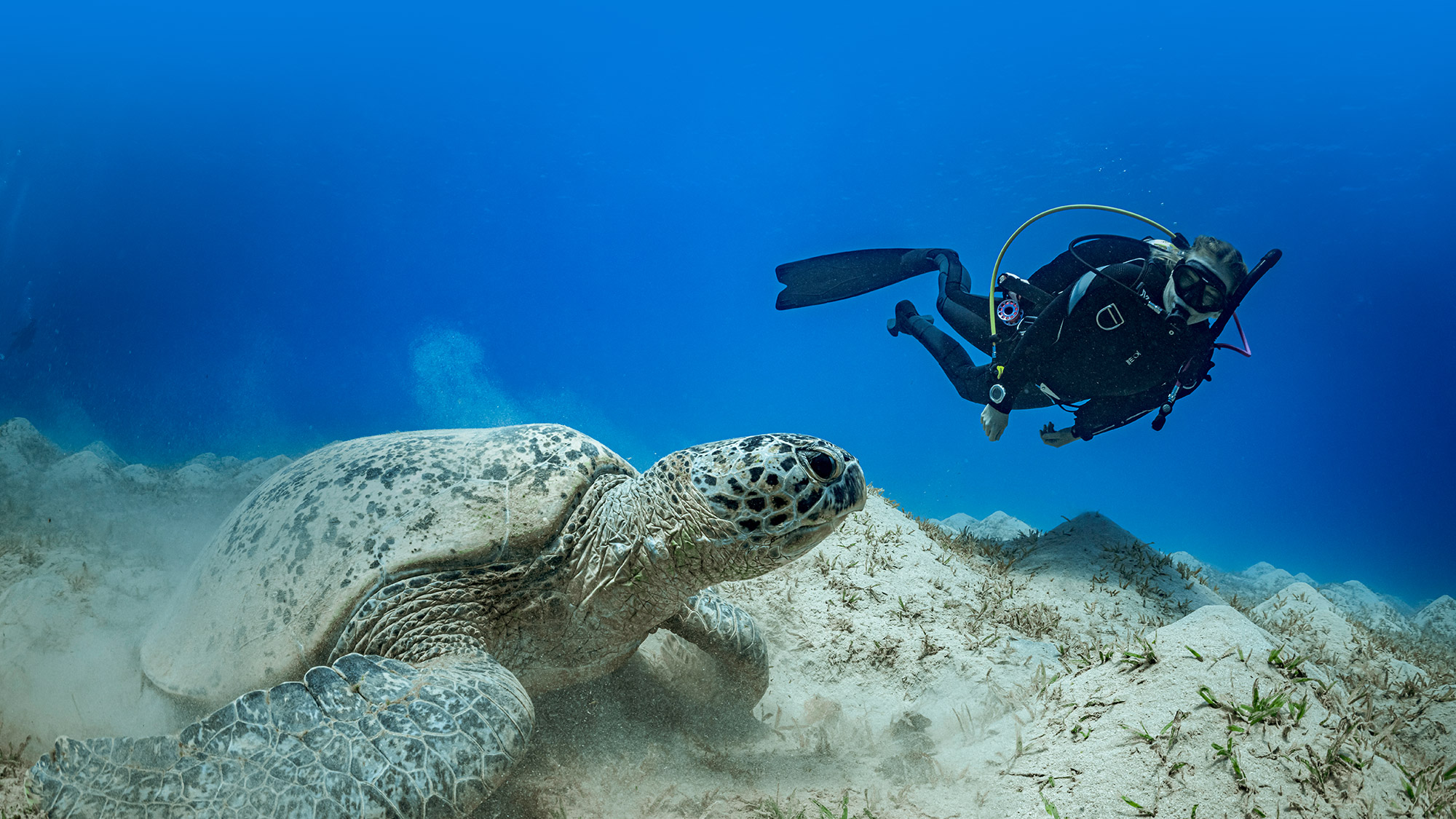 nov-club-20offOW-2000x1125-2.jpg Diver in the water with a turtle.