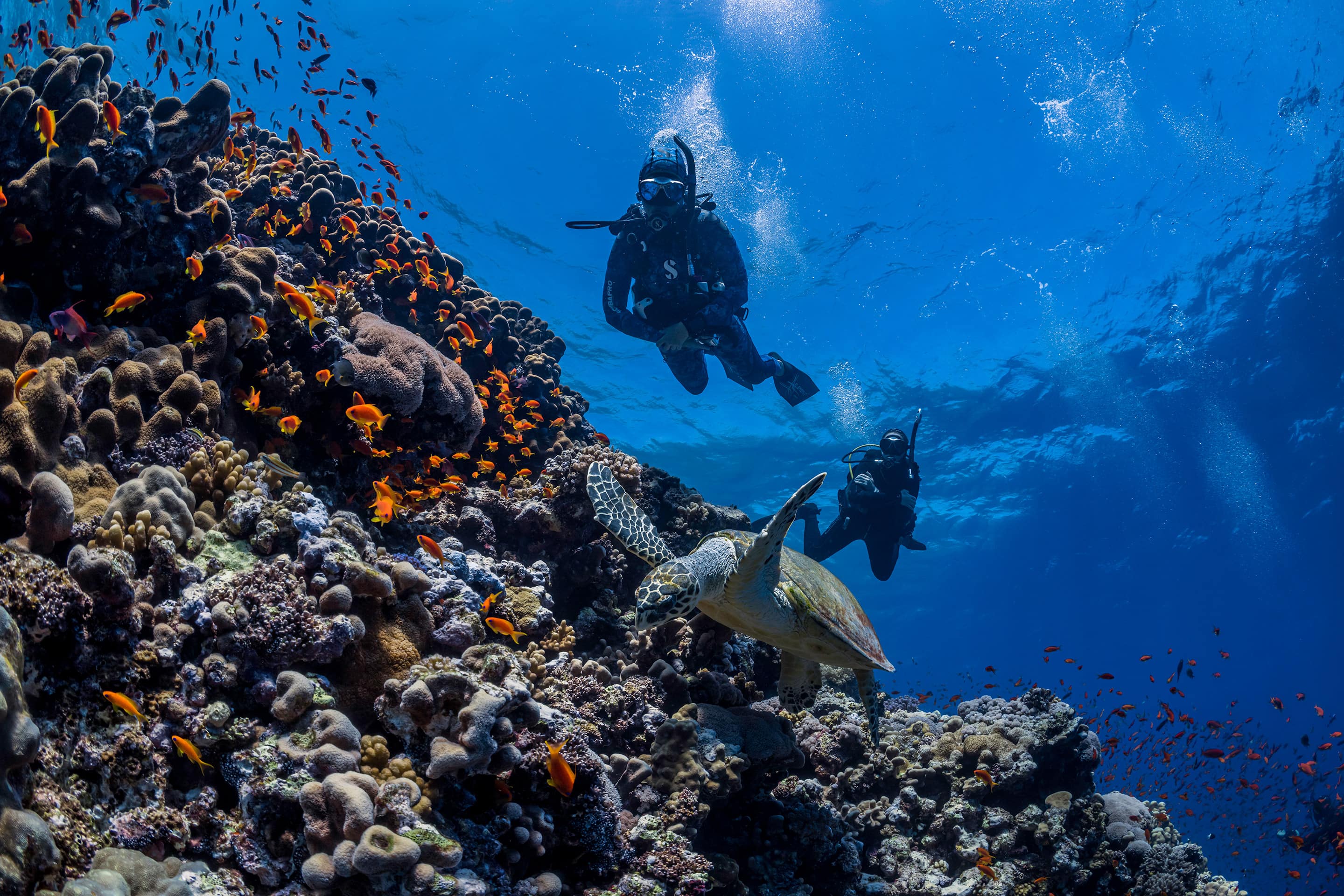Two divers swimming with a sea turtle.
