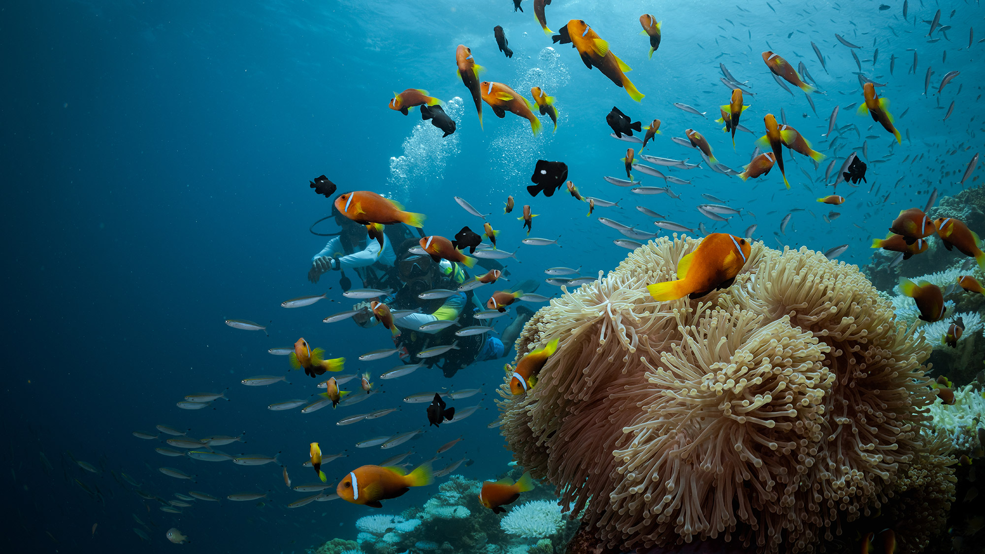 Diver swimming with a school of fish.