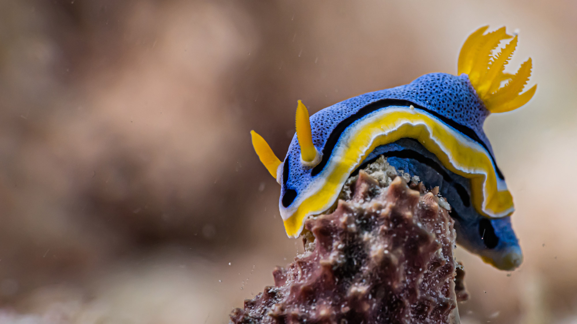 A close up of a sea slug