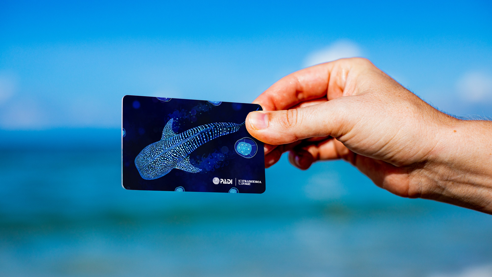 Whaleshark certification card