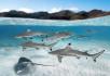 Blacktip Reef Sharks by Beatrice Picariello