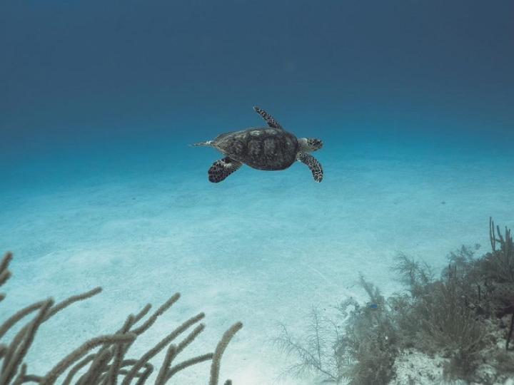 Turtle
