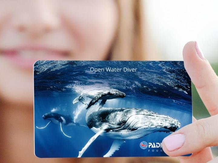 Flight of Whale Replacement Card