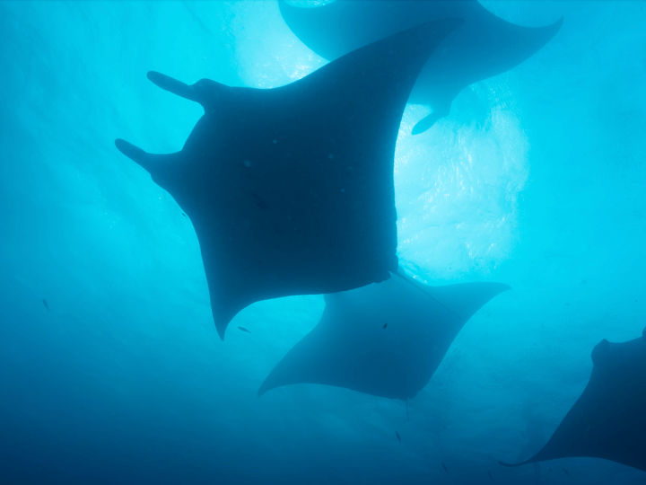 Rays swimming in the ocean
