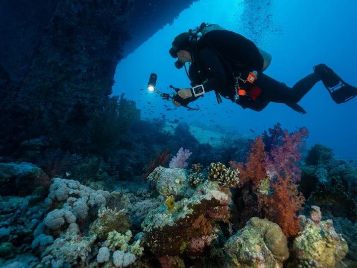diver swimming at night looking at coral reef