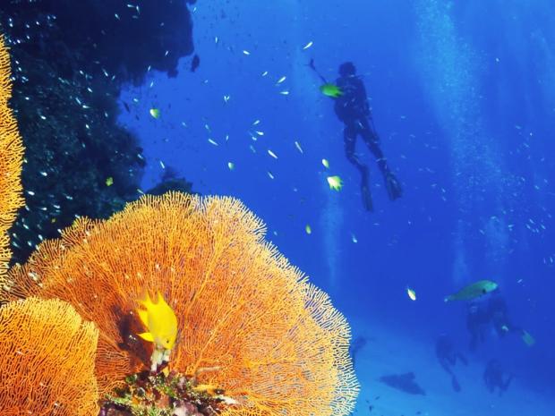 Coral Reef Conservation Diver