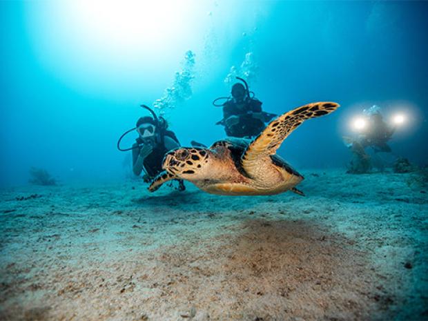 Divers with a turtle underwater