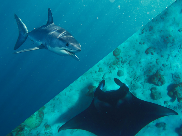Sharks