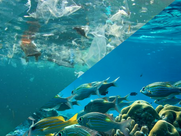 Marine Debris