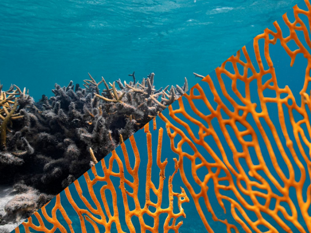 Coral
