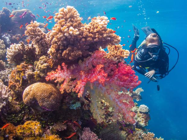 Ocean Ventures Fiji - Reef Dive coral