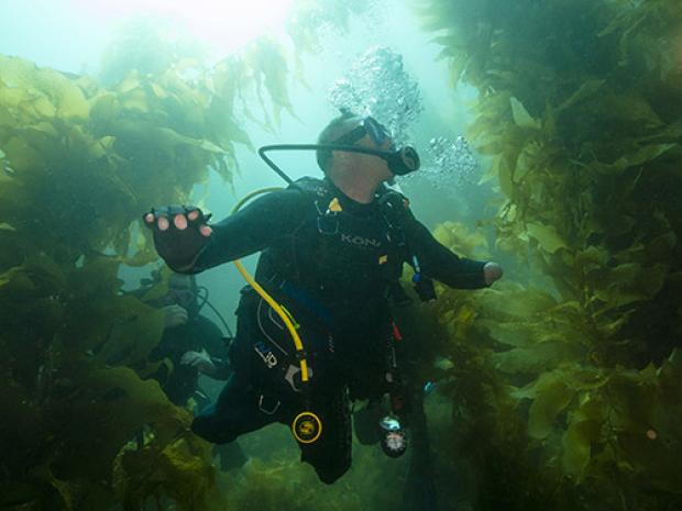 Diver going through a reef.
