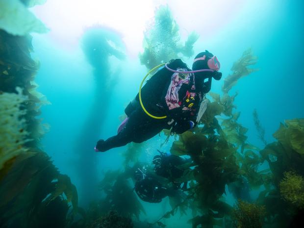 Try Dry Suit Diving now with this continuing course.