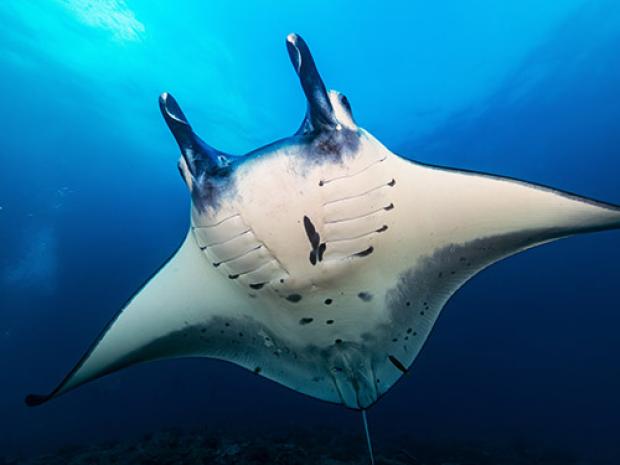 A sting ray up close.