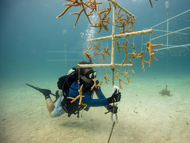 A diver surveying the ocean.