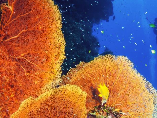 image of fan corals