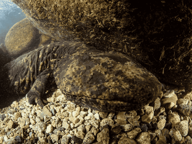 A Japanese giant salamander resting under a rocky overhang underwater.