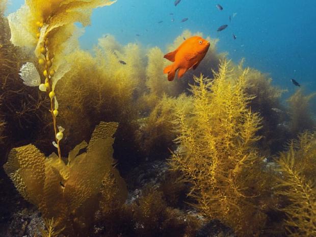 underwater image with fishes