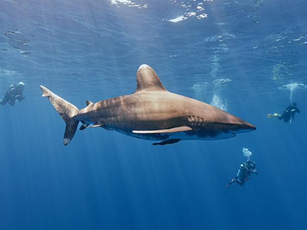 A close up of a shark.