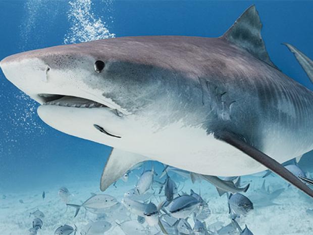 A close up of a shark.