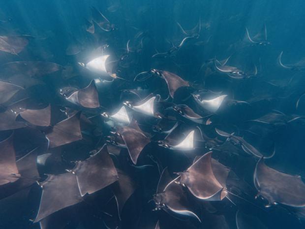 A school of rays.
