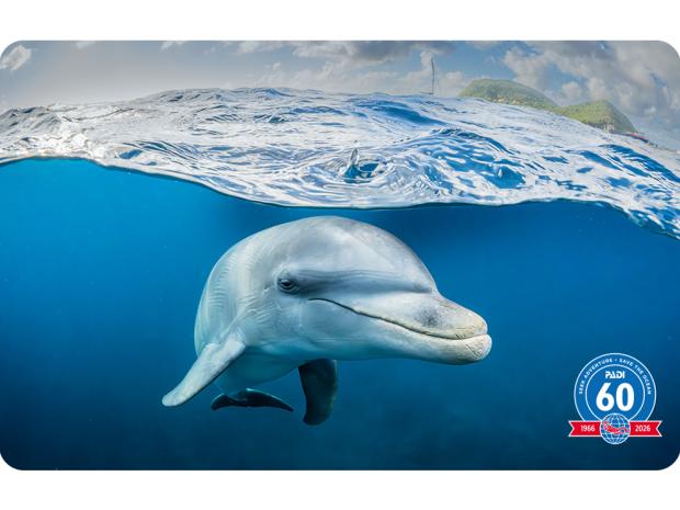 Dolphin cert card