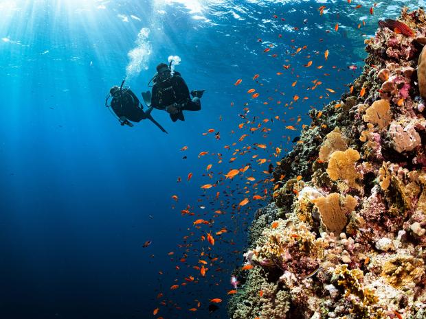 Two divers approaching coral.