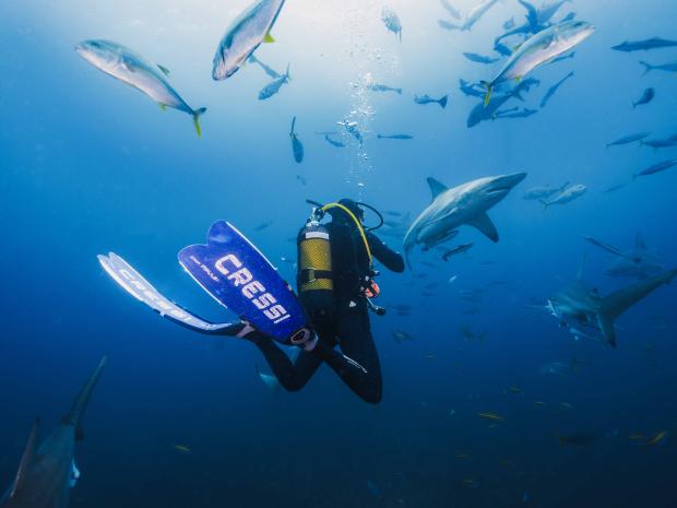 A diver swimming with sharks.