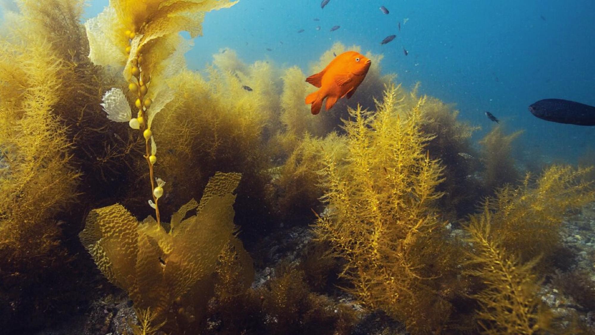 PADI Underwater Naturalist course