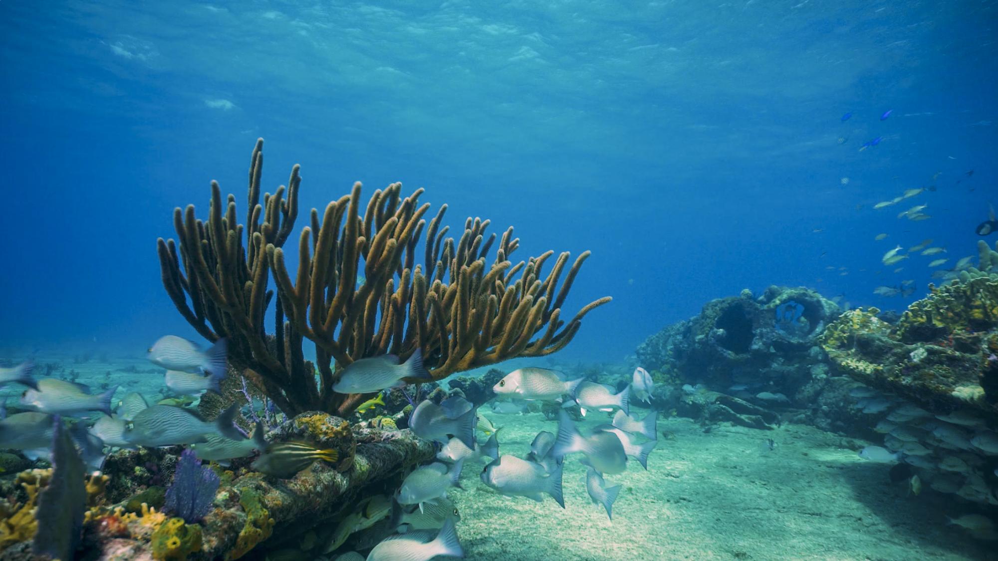 PADI Pillars of Change