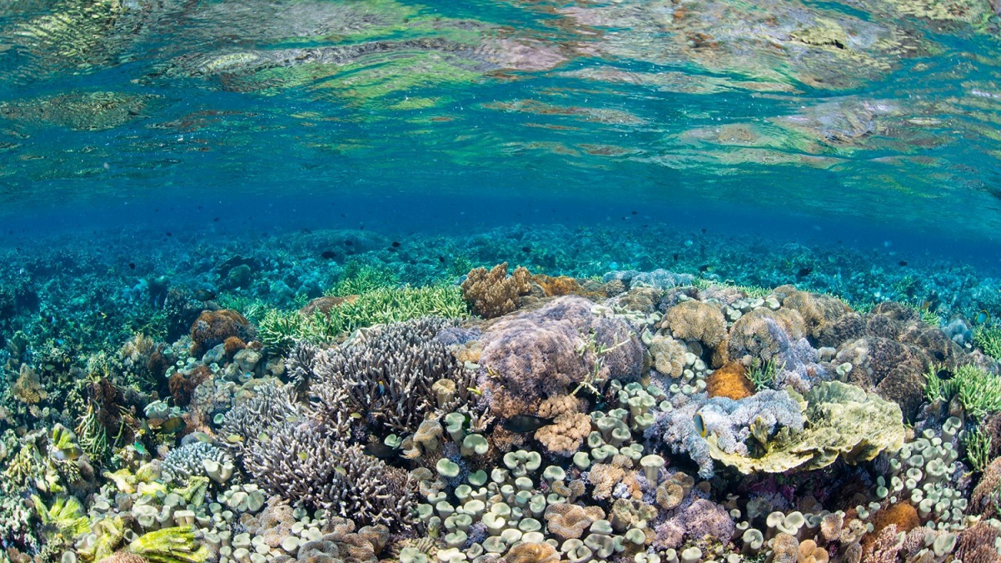 Coral Reef Wakatobi