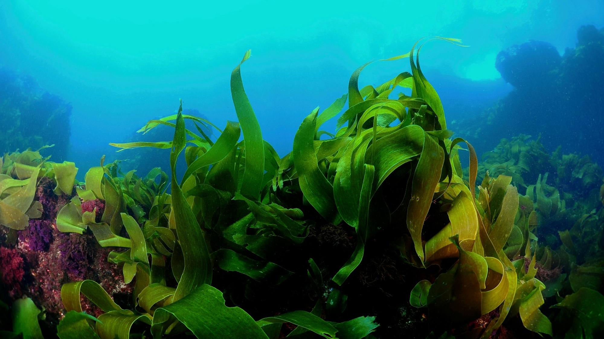 Kelp