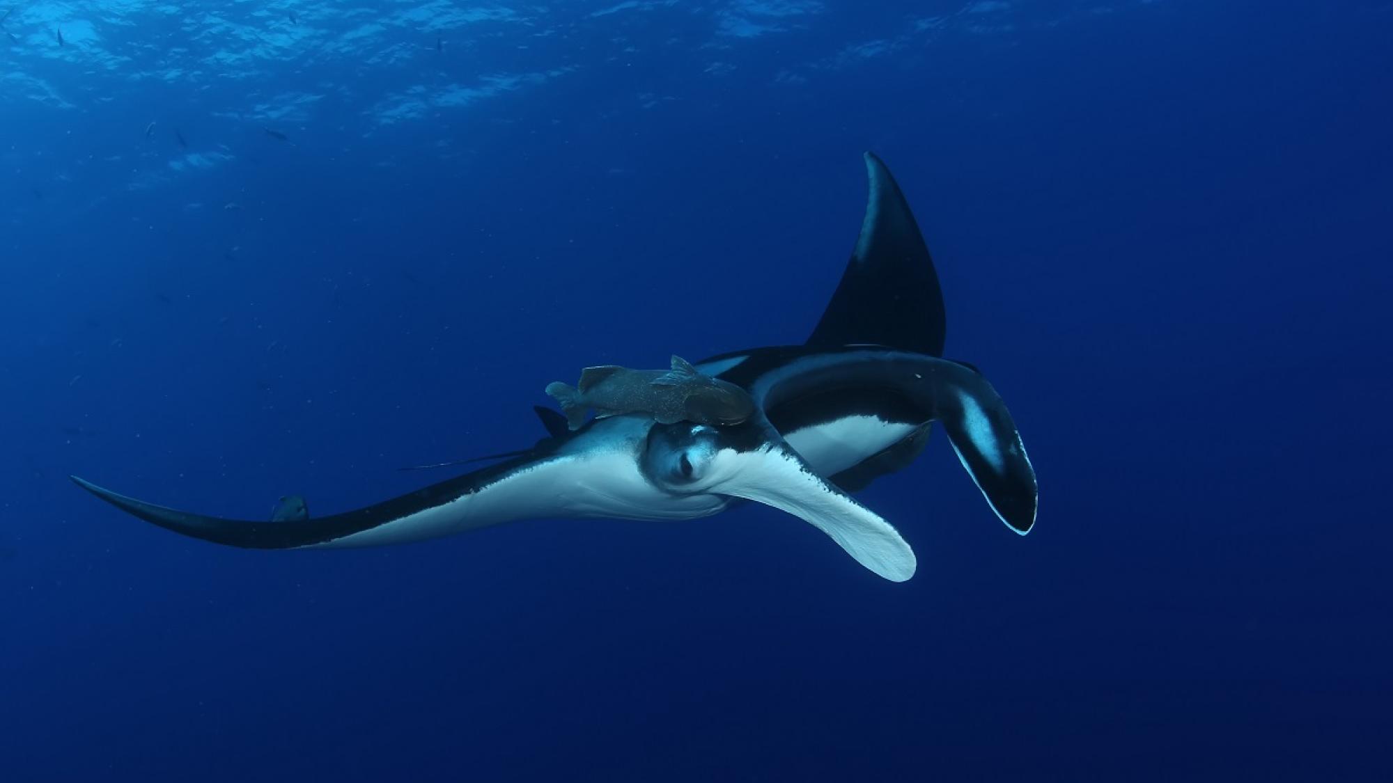 Manta 2