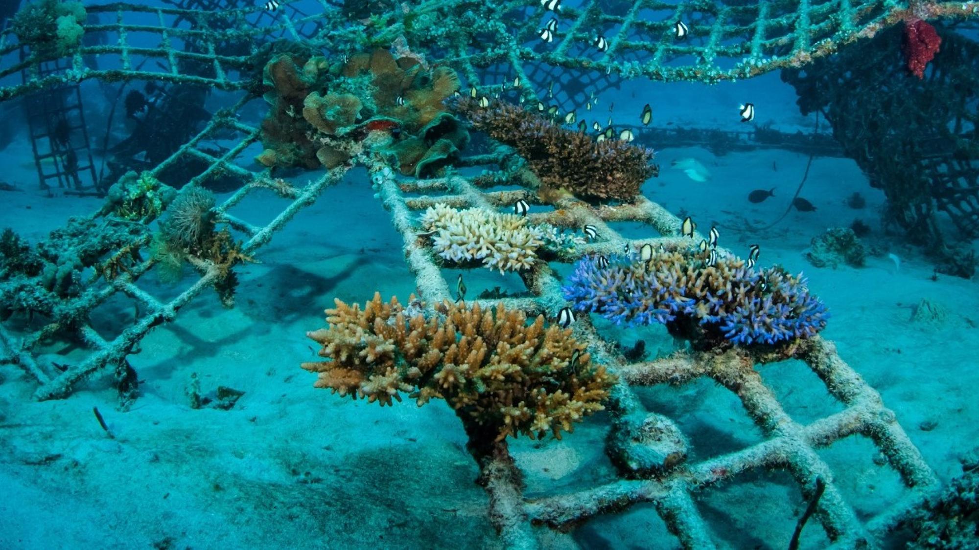 Coral