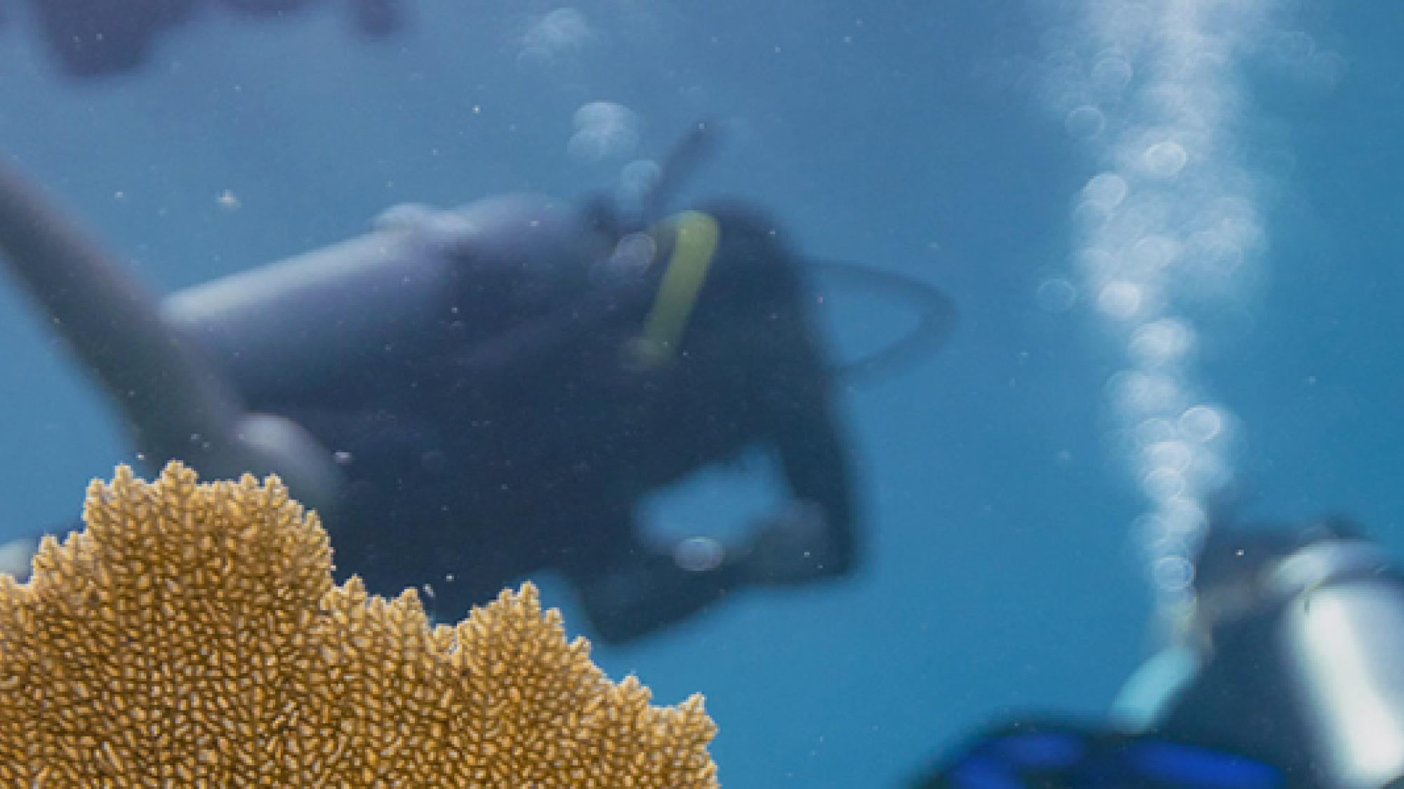 PADI App