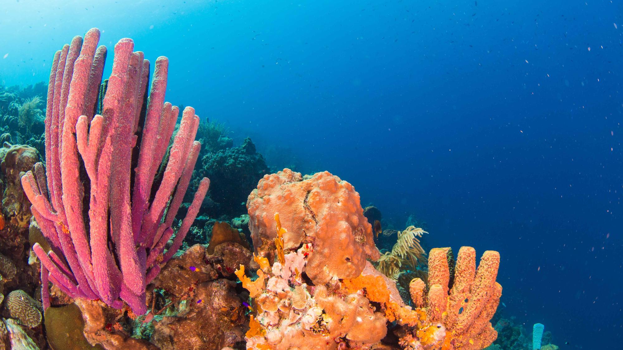 A landscape photo of a coral.