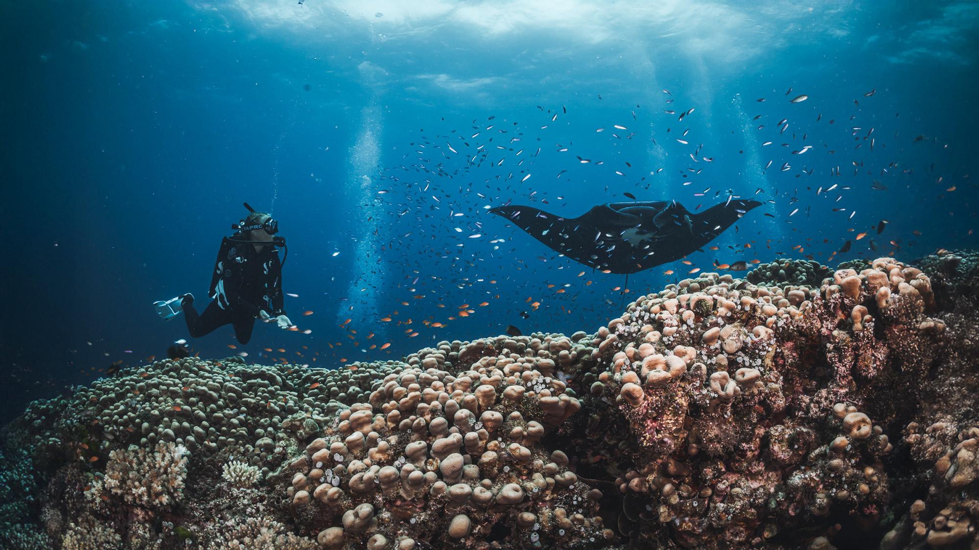 Scuba diver swimming next to a manta ray.