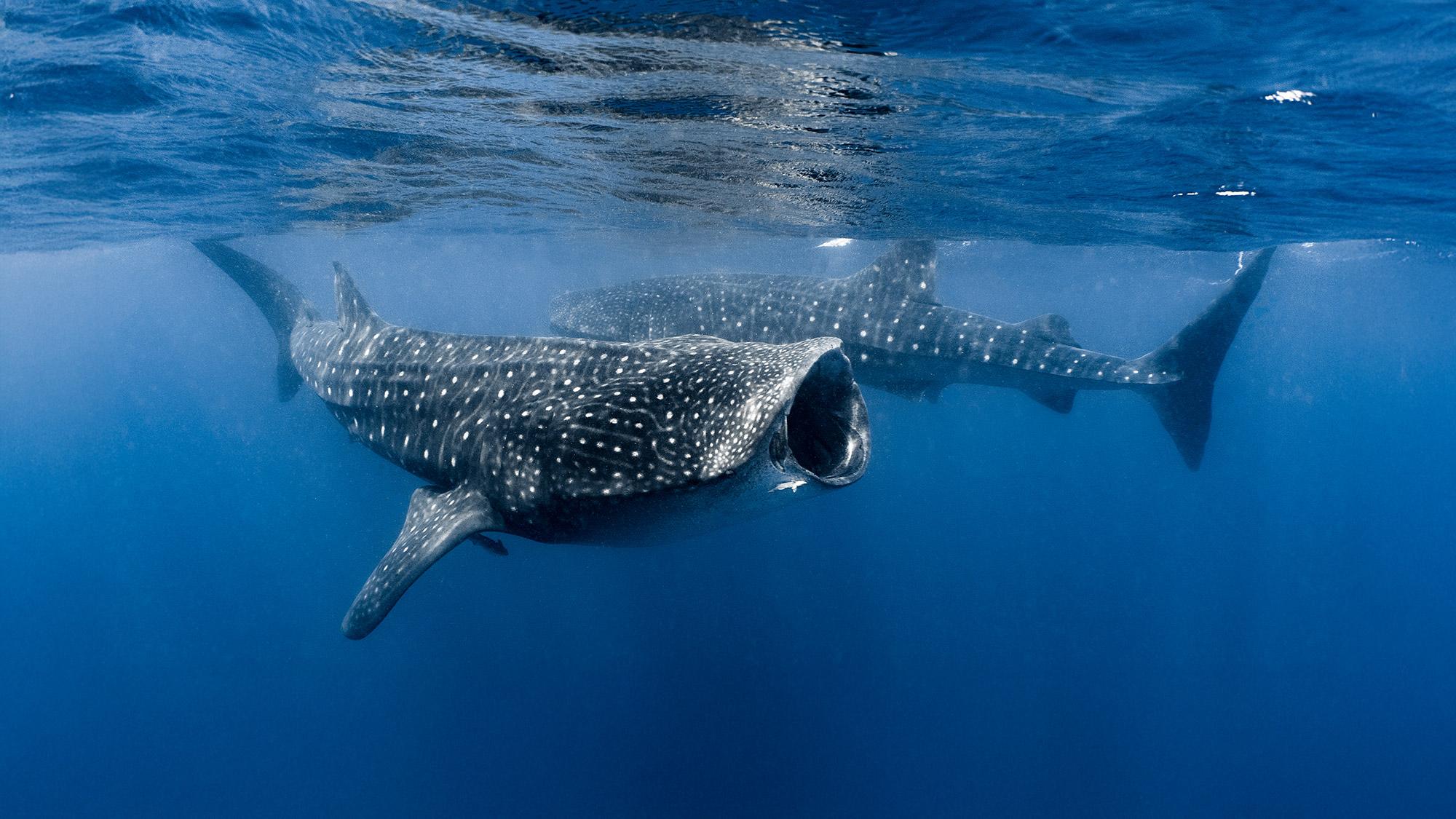 A couple of whale sharks.