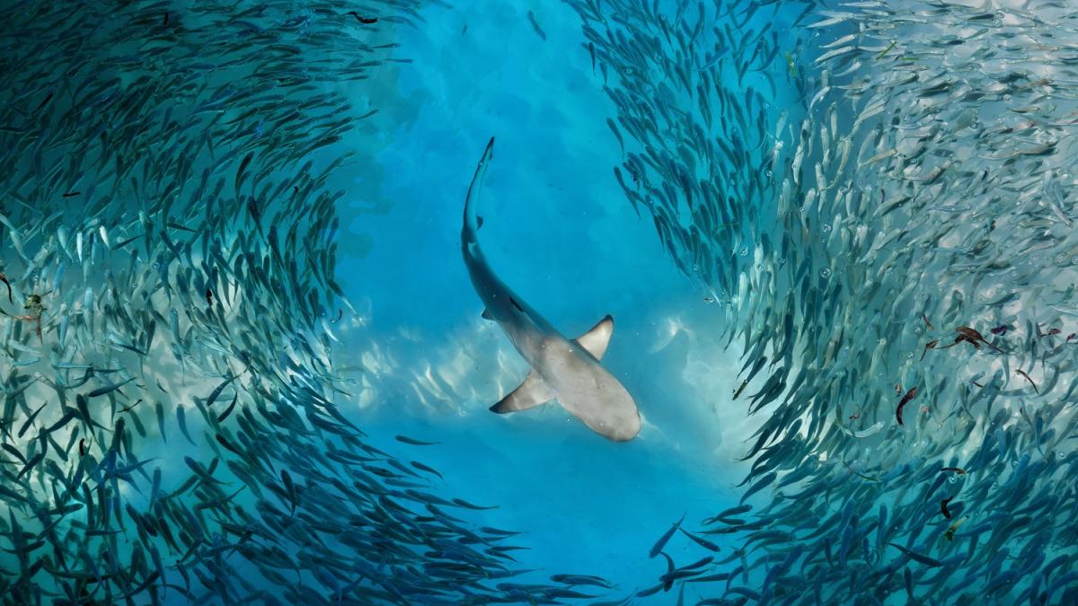 shutterstock_1181407369.jpgdark.jpg Shark Hero