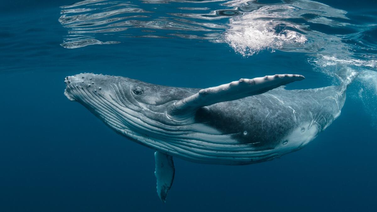 Whale