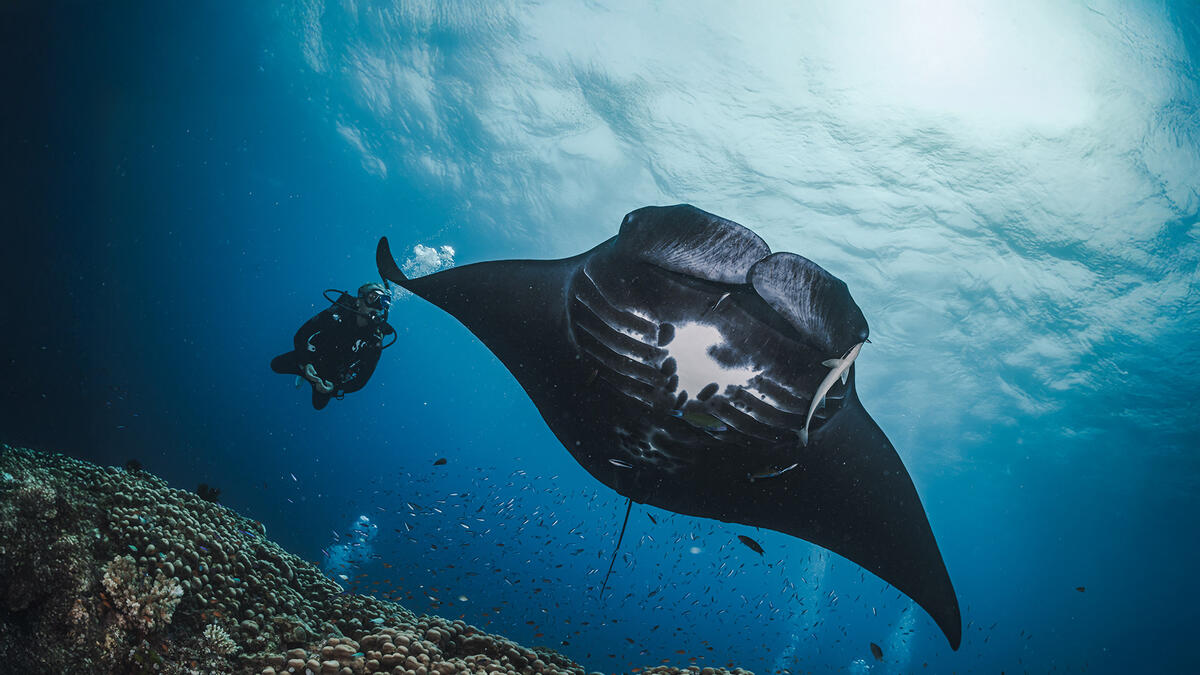 Scuba diver and manta ray