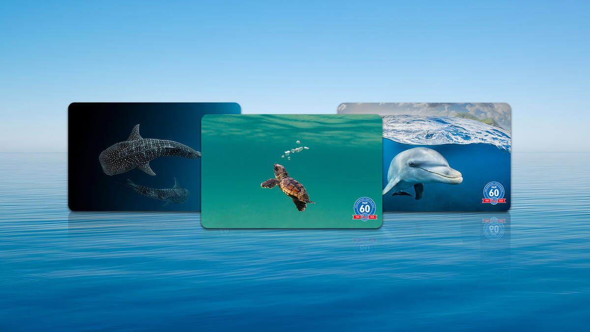 Three new PADI certification cards featuring Stan Moniz, Alex Permiakov, and Kellon Spencer.