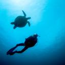 免费 - PADI eLearning® 开放水域潜水员课程介绍