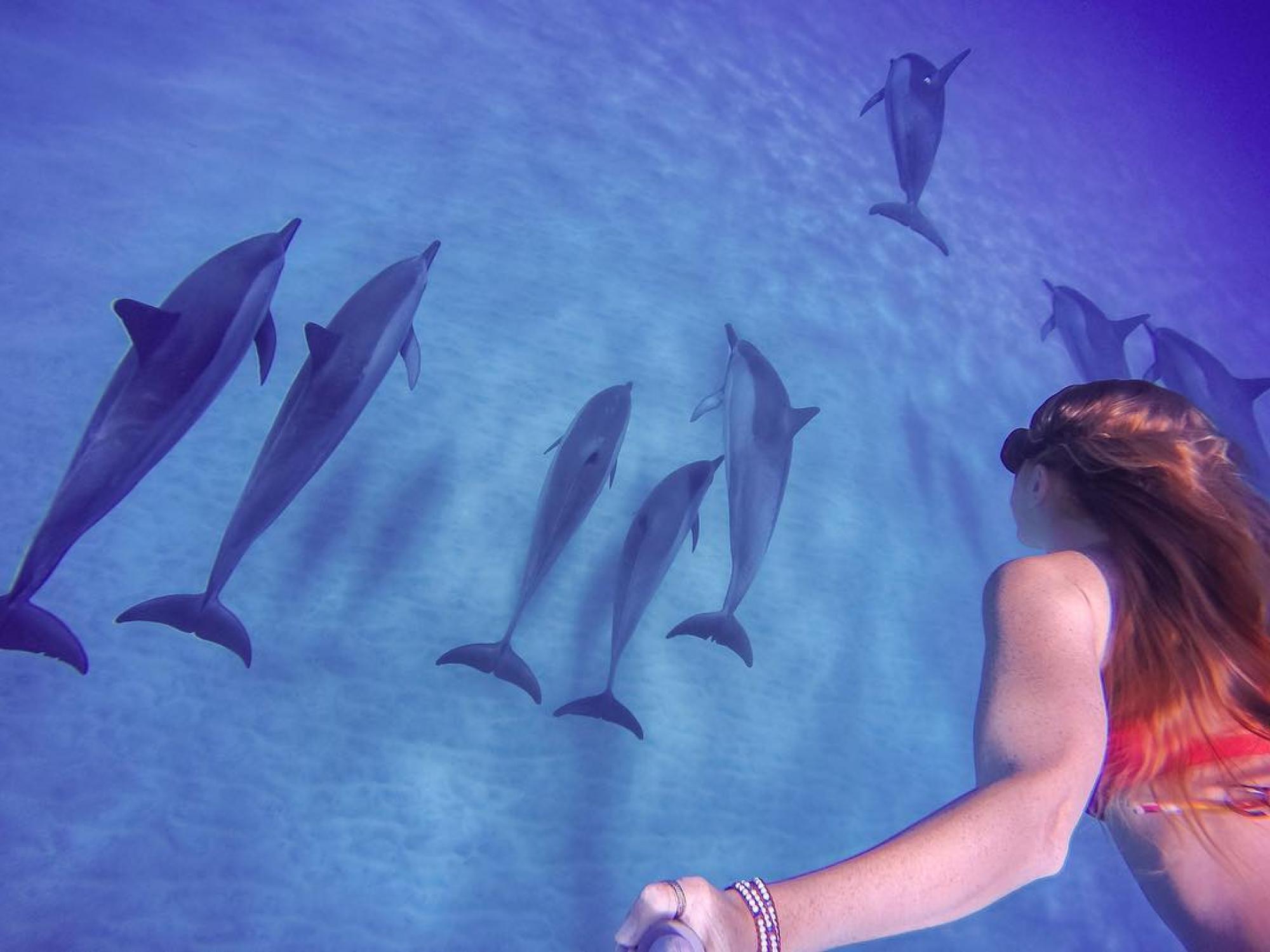 Diving with Dolphin